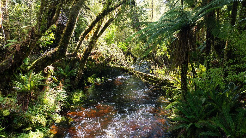 Fern forest track on the Rakiura Track, Stewart Island