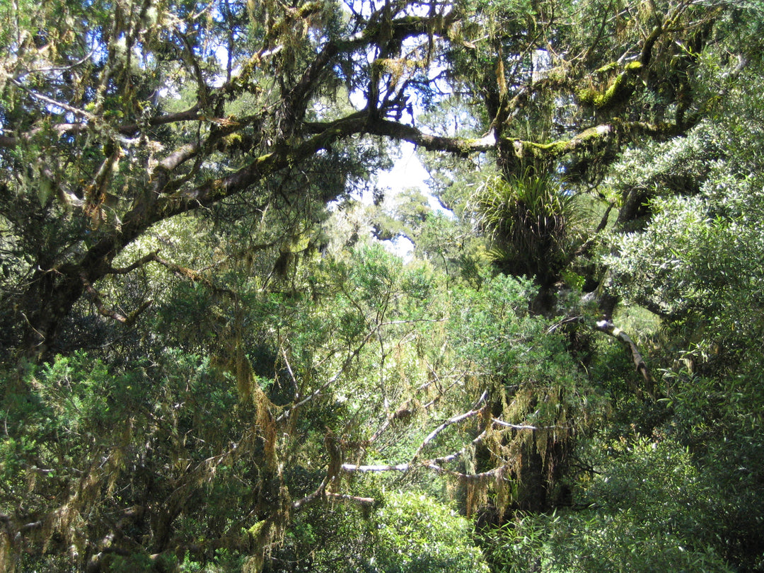 Timber Trail Gear List 2026 — What to Pack for the Central North Island Tramp