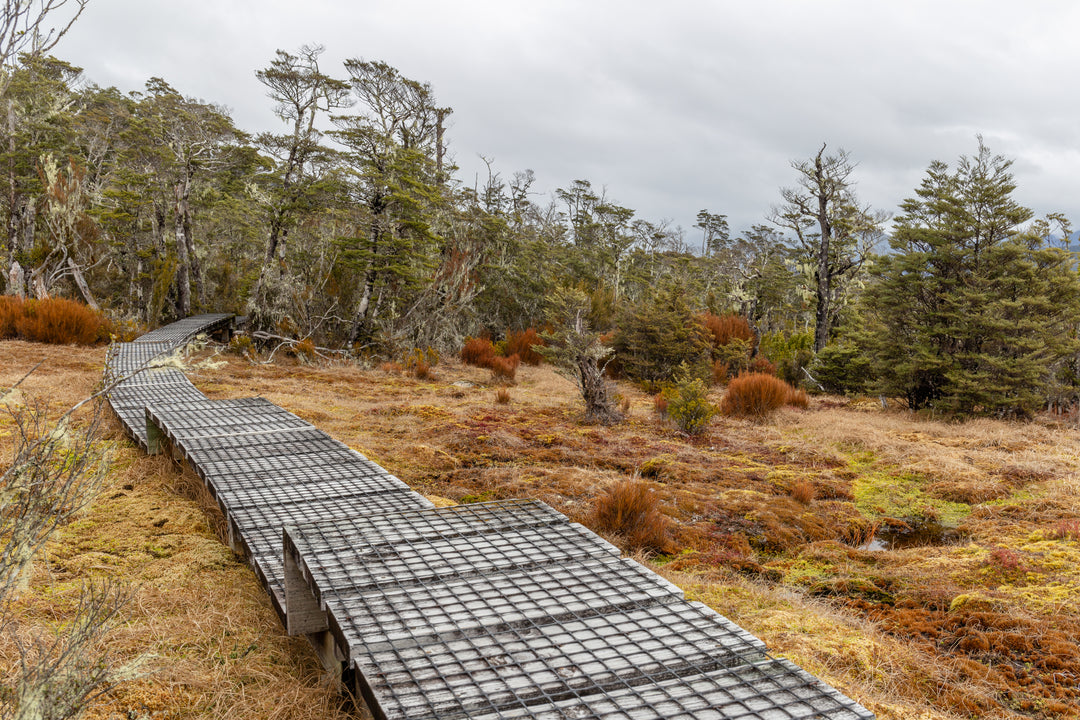 Tramping with a Dog in NZ — Where Dogs Are Allowed and What to Pack